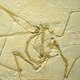 Illustration for article titled Pterodactyls Are Not Dinosaurs. So What The Hell Are They?
